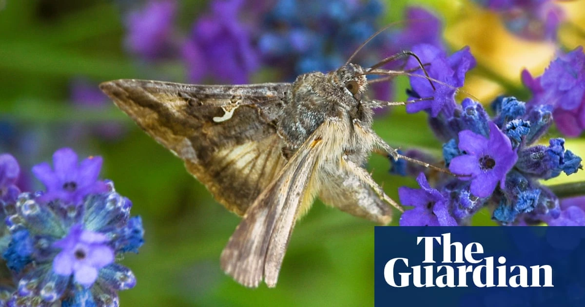 ‘Tiny melodies’: musician uses moths’ flight data to compose piece about their decline