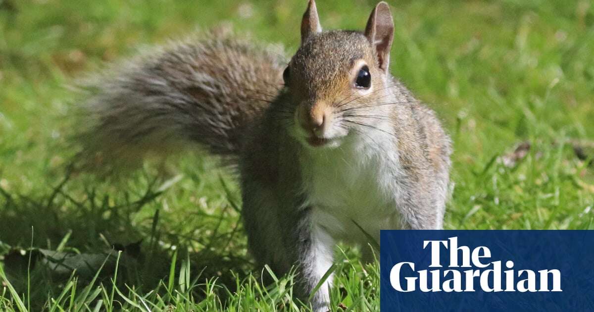 ‘Substantial’ increase in grey squirrels in England is concerning, campaigners say