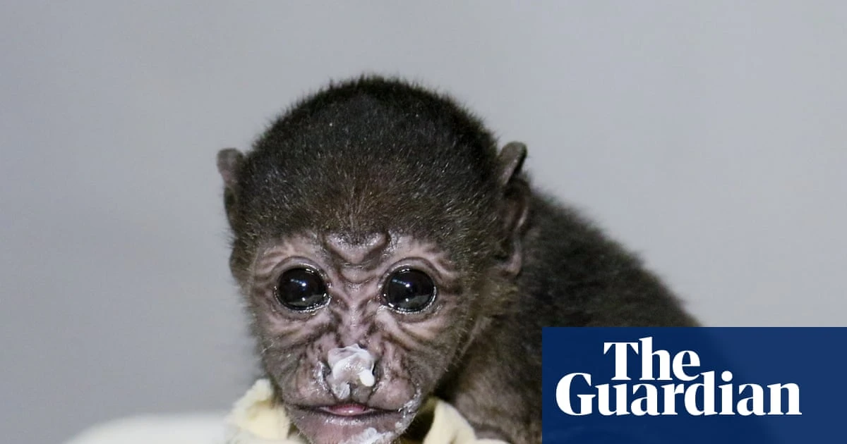 ‘To them a power line is a line of trees’: Costa Rica moves to protect howler monkeys from electrocution