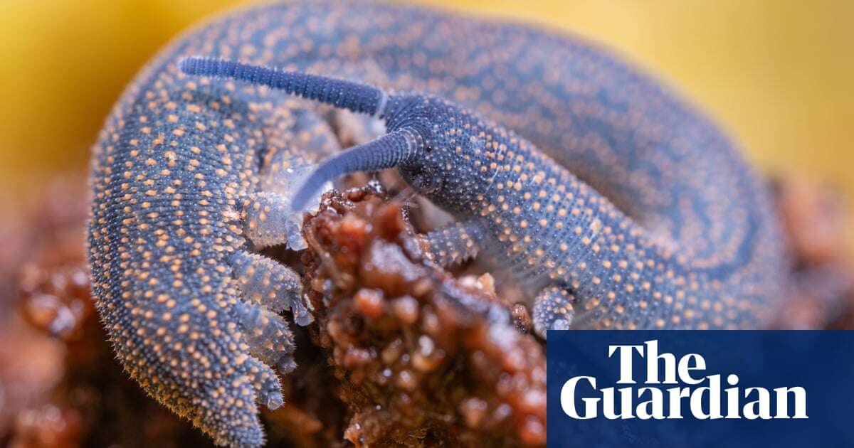 Worm-like creature with ‘dark secret’ wins New Zealand bug of the year