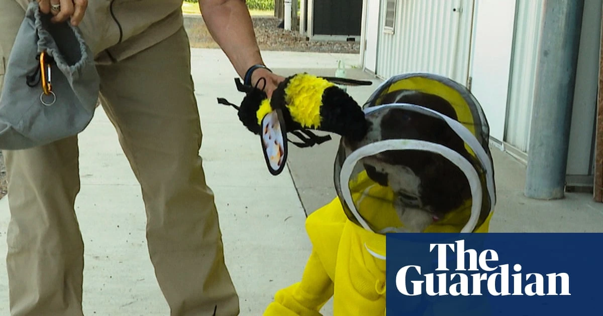 All the buzz: US dog helps researchers identify bacteria that harms honeybees
