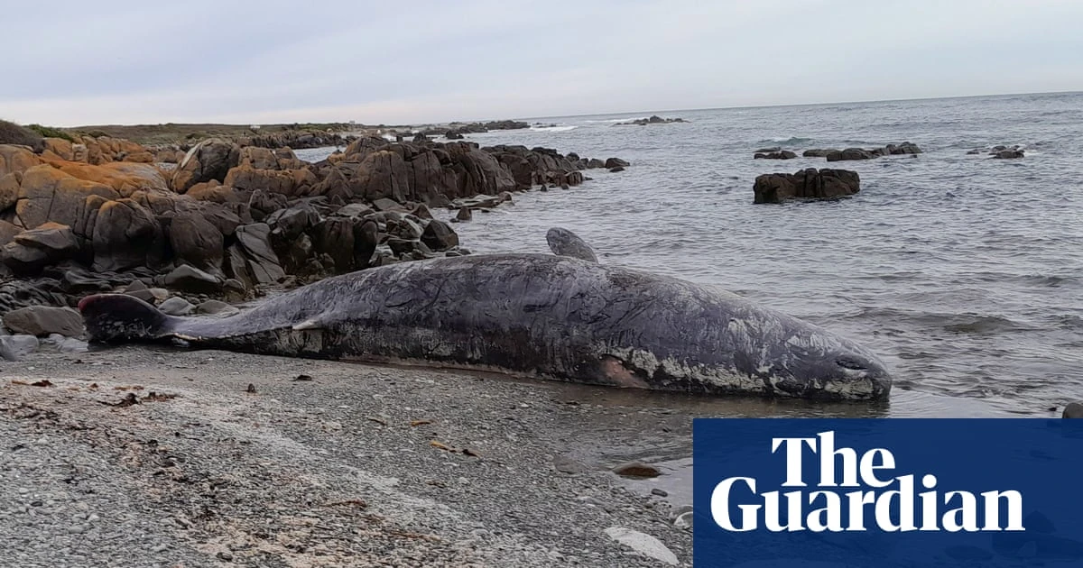 Why do whales beach themselves? A vial of parasites in a Tasmanian museum may hold the answer