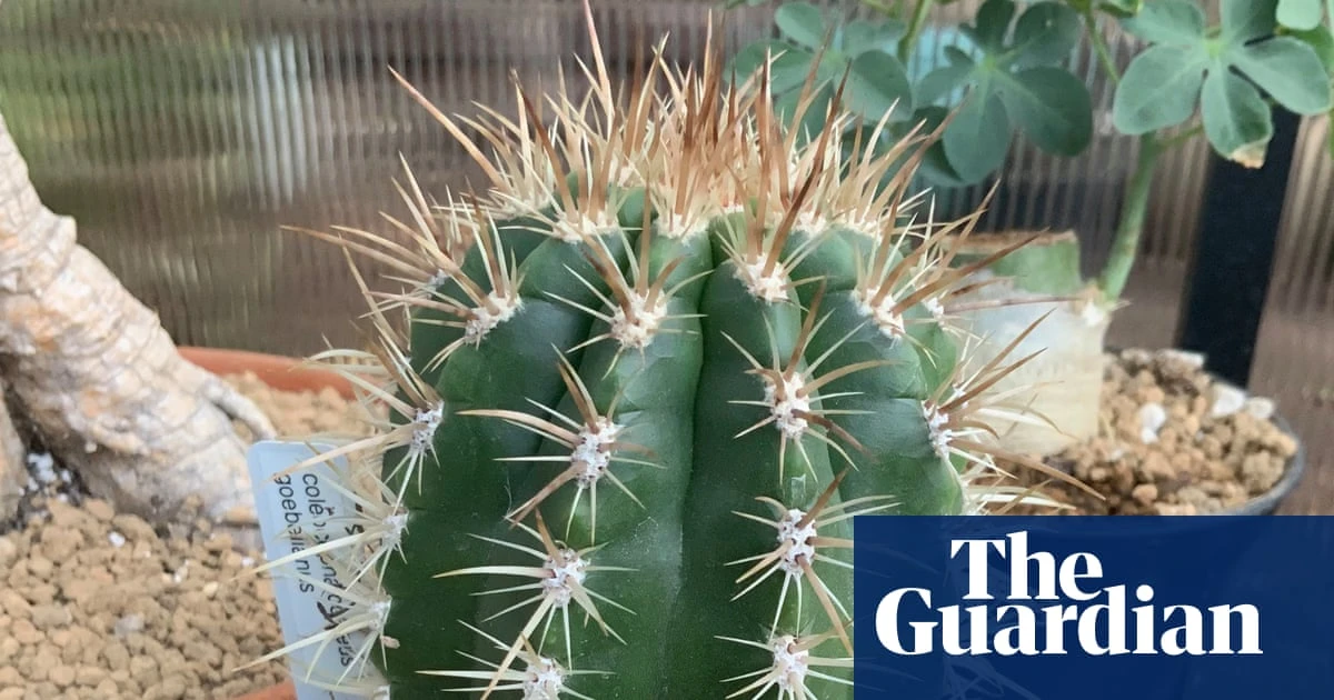 Plantwatch: the cactus that lures bats with its fuzzy acoustic hat