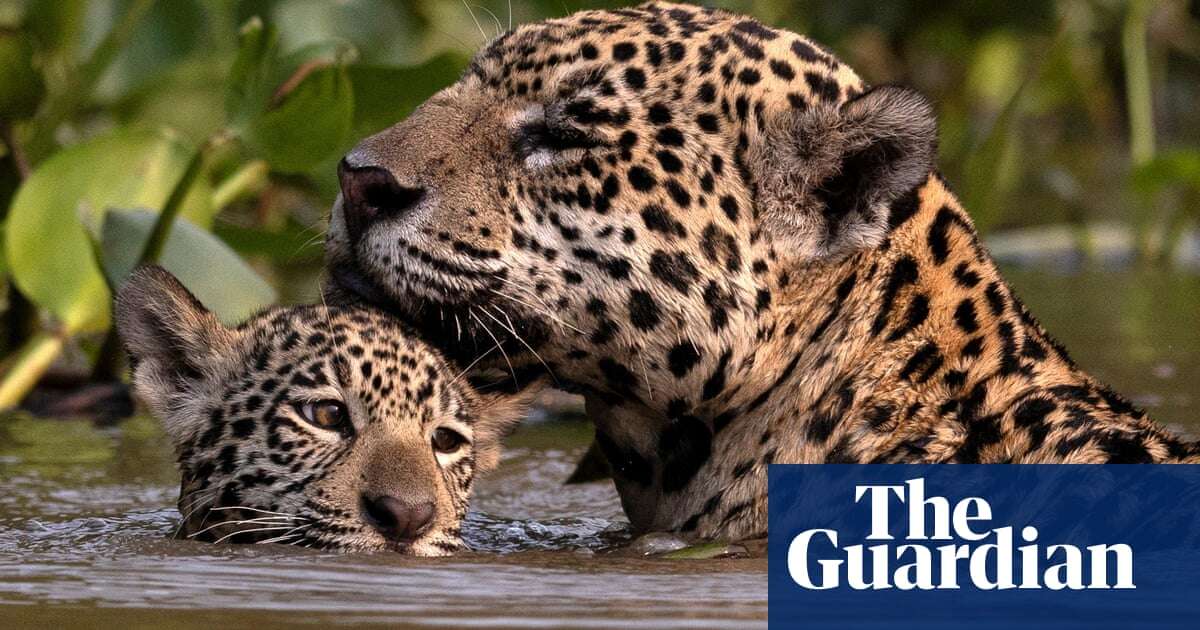 Week in wildlife in pictures: jaguar cuddles, a supermarket cockatoo and a seal in Canary Wharf