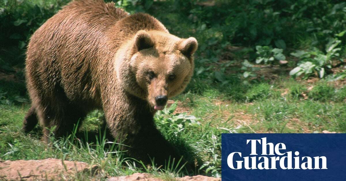 French hunter, 81, on trial for killing endangered bear that attacked him