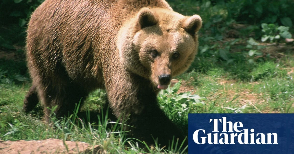 French hunter, 81, avoids jail after killing endangered female bear in Pyrenees