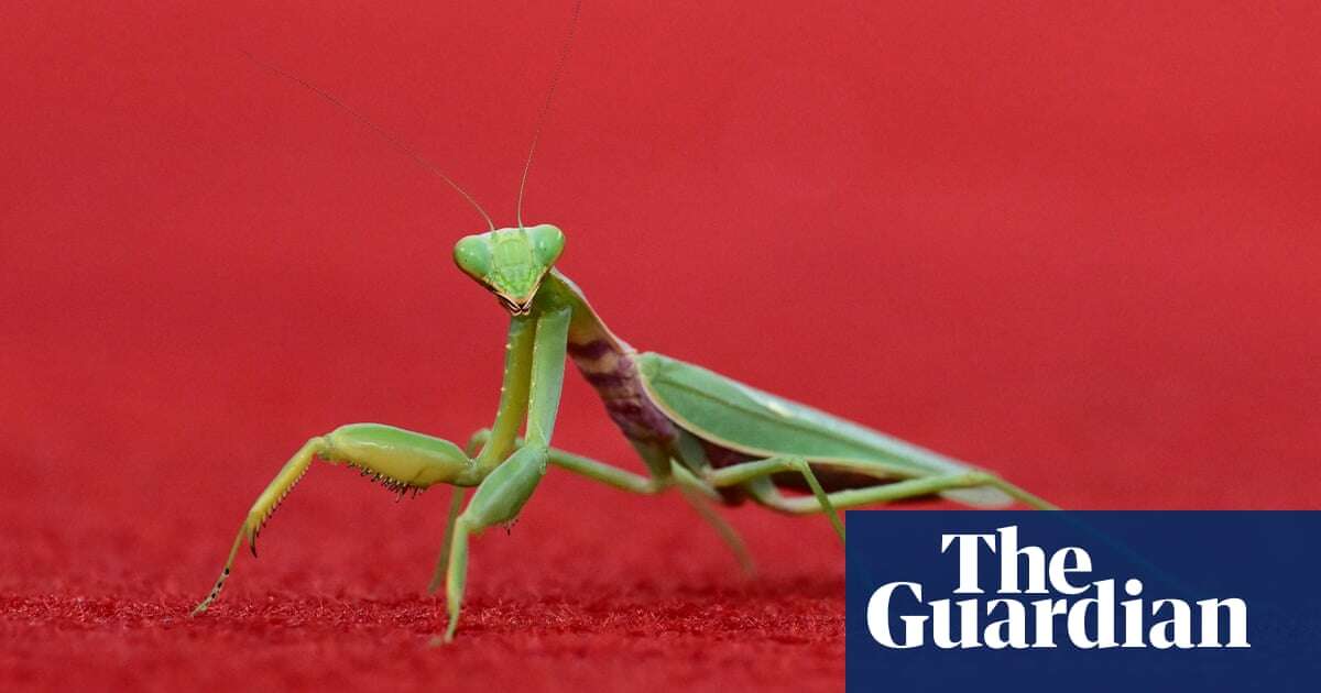 Week in wildlife in pictures: a rebellious kingfisher, golfing bobcats and a sex-mad marsupial