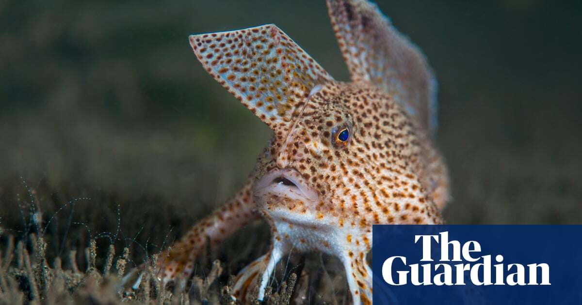 Scientists map the genome of Australian ‘punk’ fish that prefers to walk instead of swim