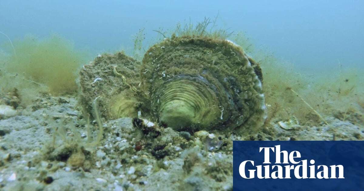 Europe’s exhausted oyster reefs ‘once covered area size of Northern Ireland’