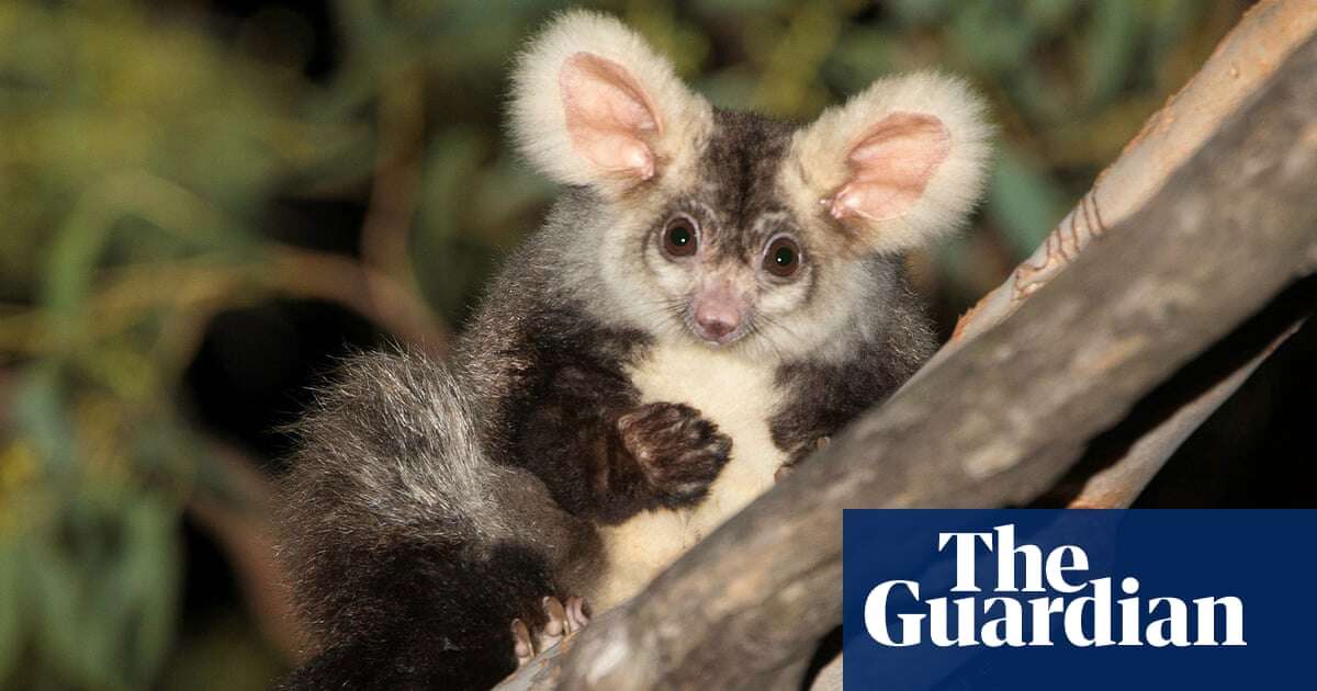 Environment summit taking place in Sydney while greater glider habitat is logged is ‘bullshit’, advocates say