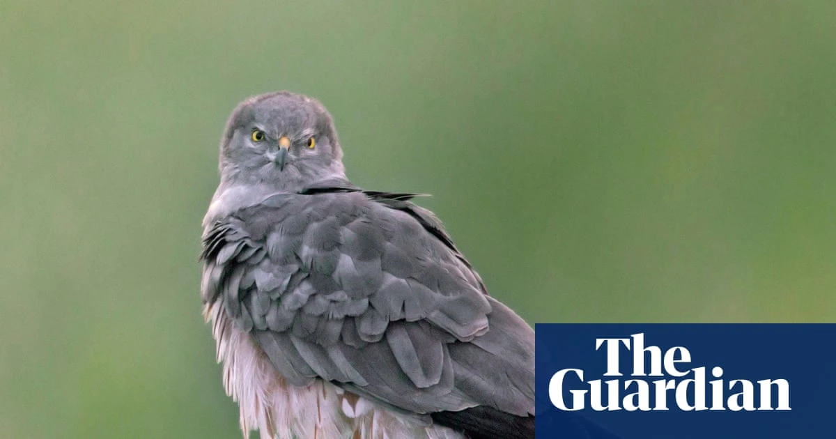 First Montagu’s harrier chicks born in UK since 2019 take flight