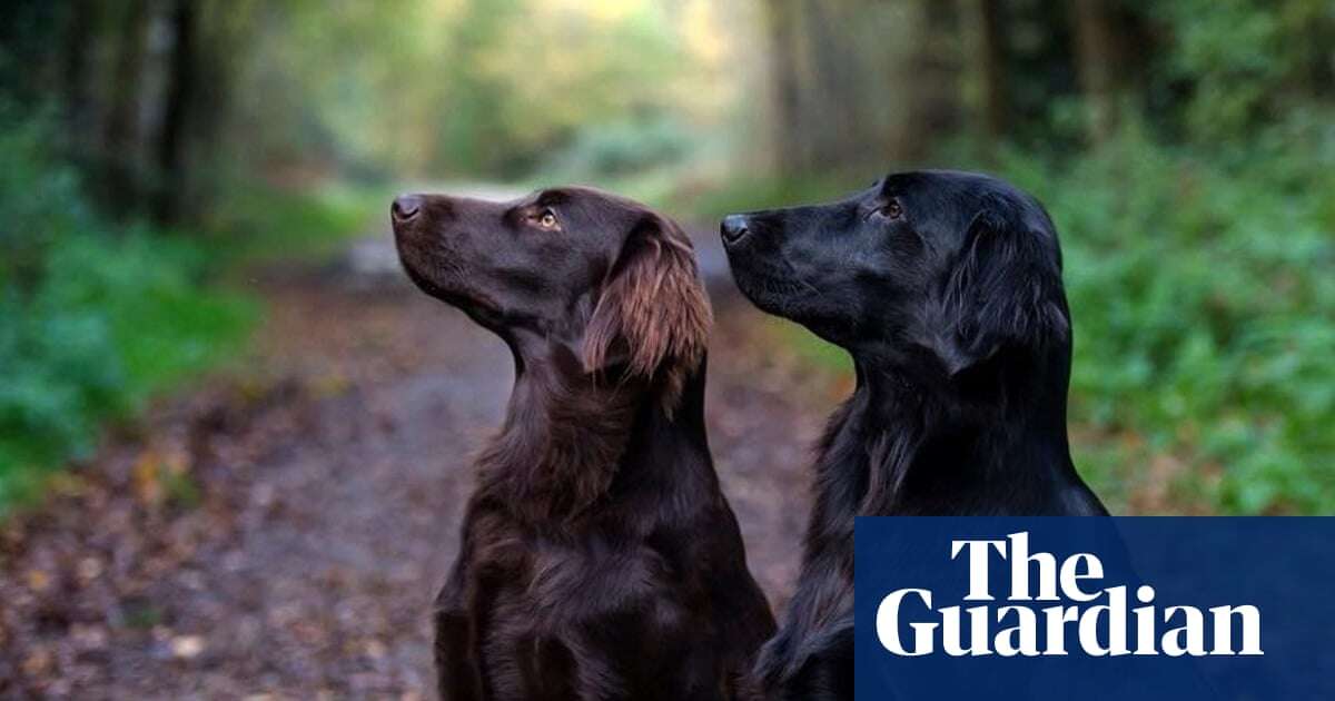 Scientists shed light on gene mutation that makes labradors prone to obesity