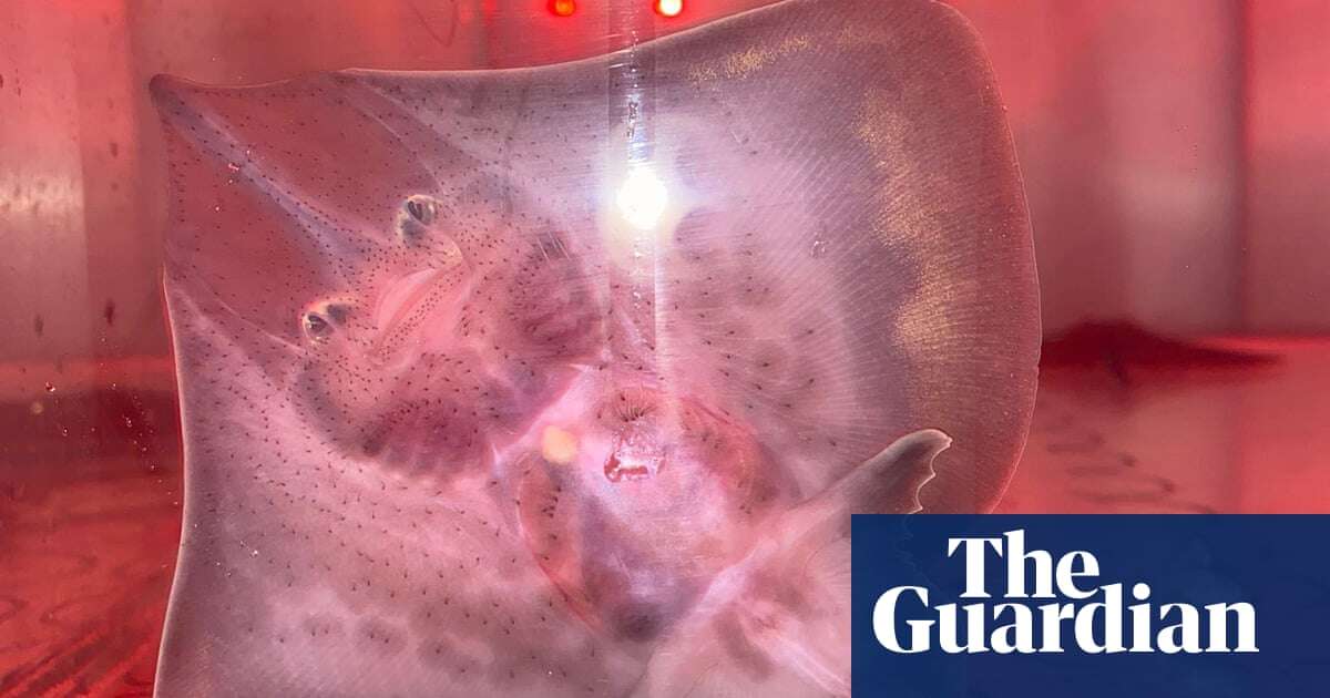 Baby skates on verge of extinction in Tasmania hatched by scientists – video