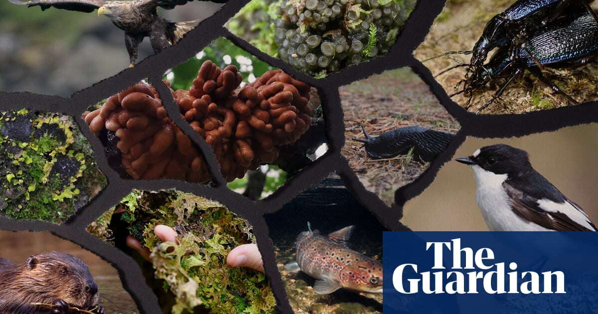 Giant slugs and octopus suckers: the weird and wonderful wildlife at risk in Britain’s vanishing rainforests