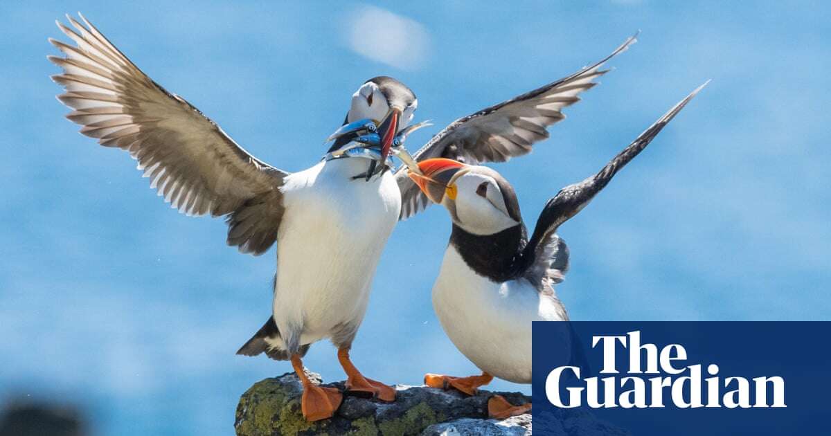 Sandeels vs the EU: how the puffin’s favourite food sparked first post-Brexit courtroom trade battle