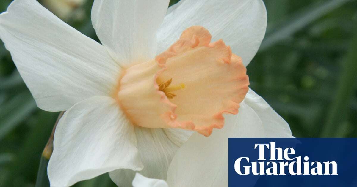 Britons urged to join hunt for rare daffodil breeds amid extinction fears