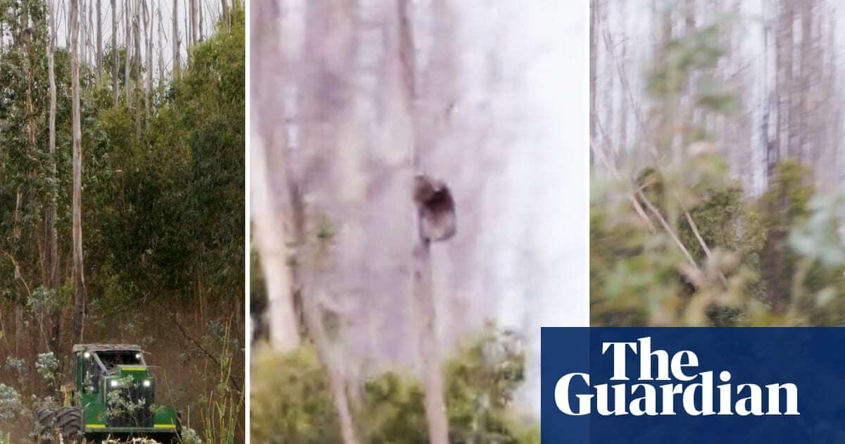 Video shows koalas clinging to trees as gum trees cut down on Kangaroo Island – video