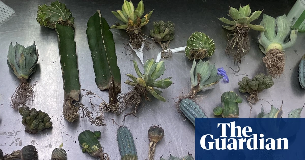 Brisbane woman sentenced to prison for importing illegal cacti and plants in fake lingerie packages