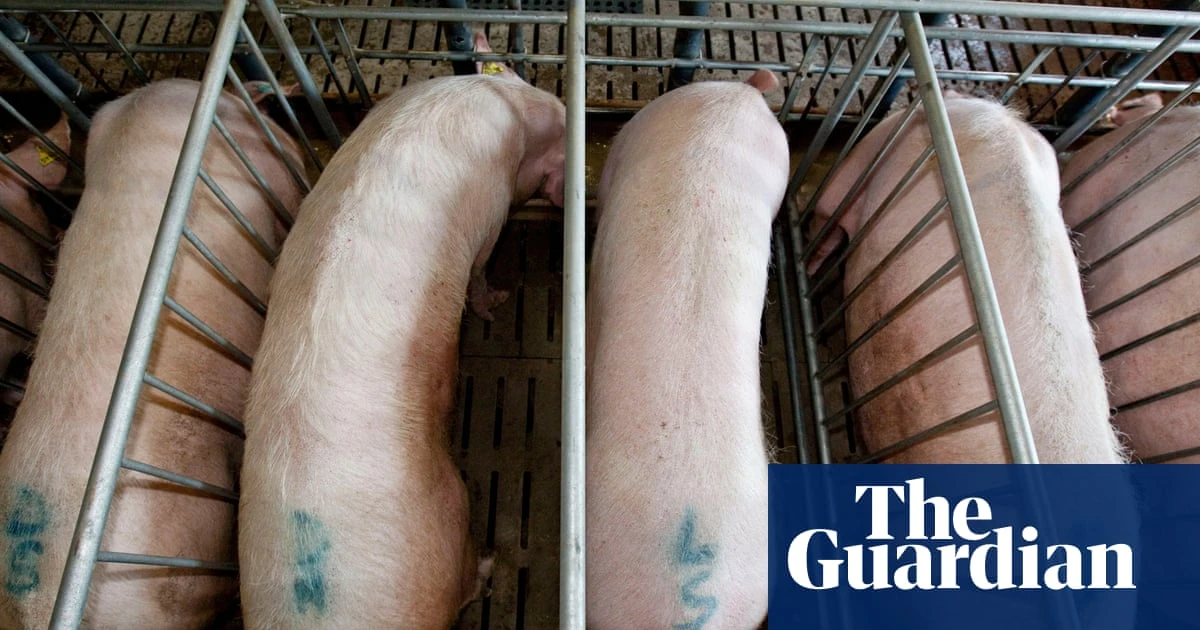 Calls to ban restrictive pens for pregnant pigs after analysis of footage from Devon farm