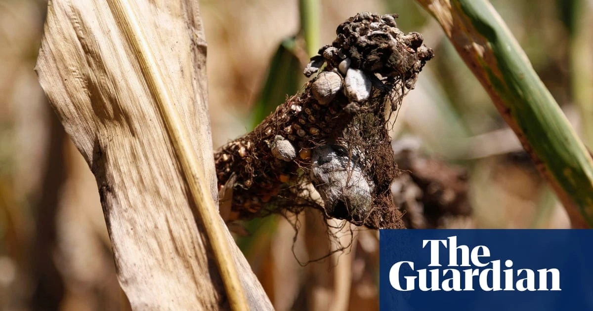 Biology Fungal attacks threaten global food supply, say experts