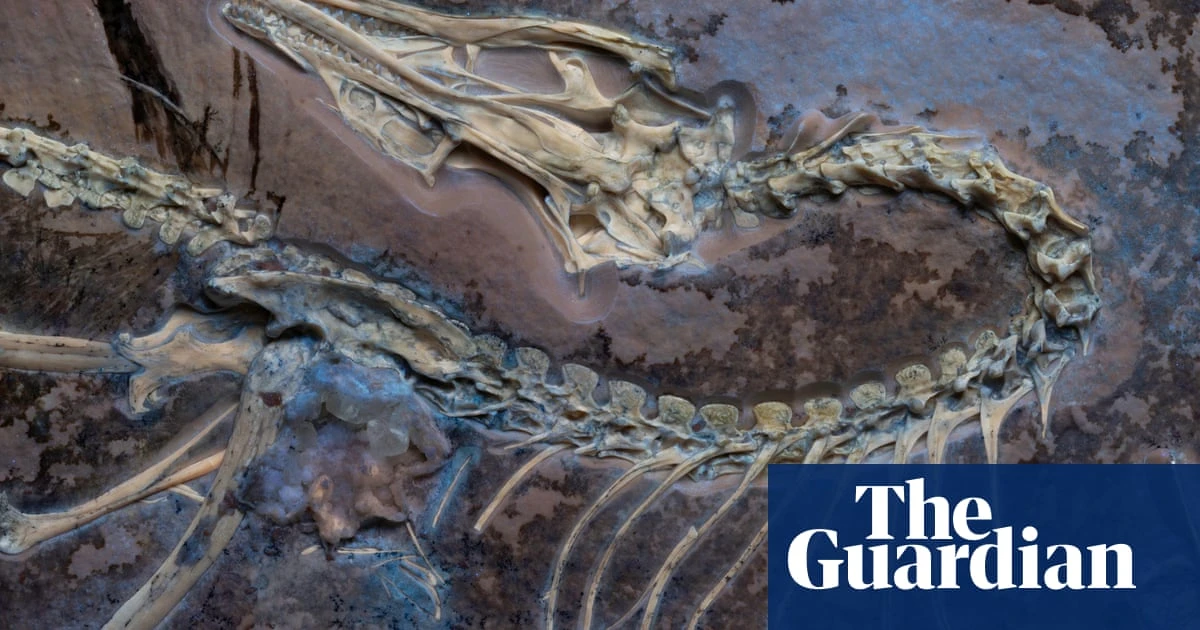 Feathered fossil provides clues about how earliest birds first took flight