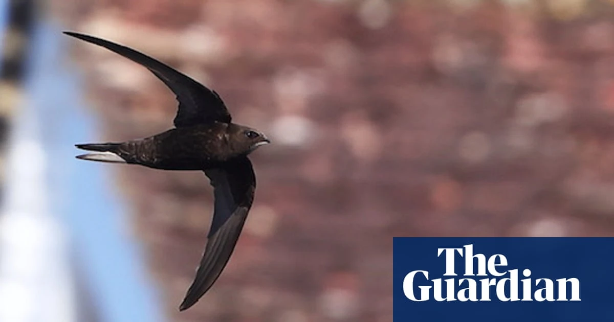 Noted swift nesting site destroyed by contractors in peak season