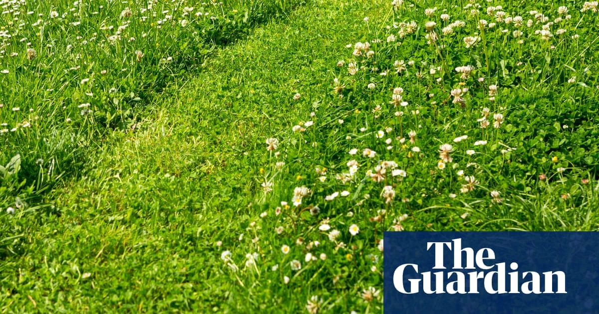 How to create a more eco-friendly lawn: six things you can do right now, according to an expert