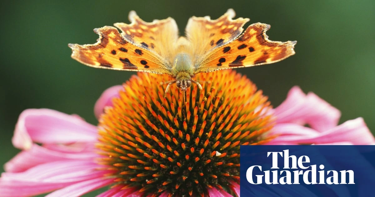 What links butterfly, air, French and Glasgow? The Saturday quiz