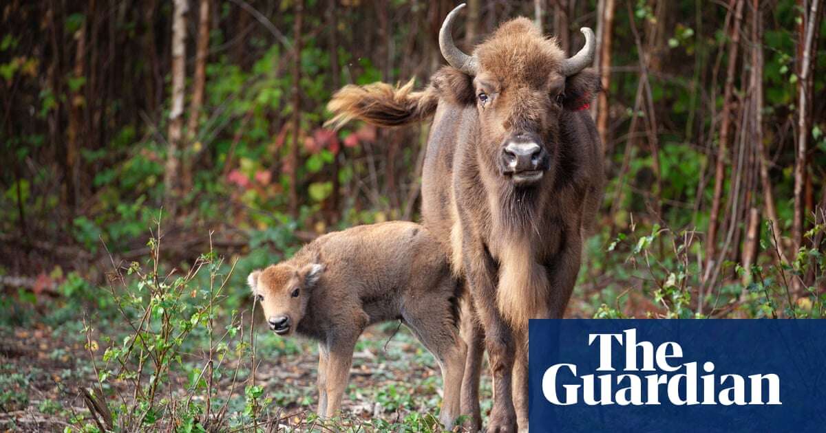 UK’s first ever bison bridges under construction in Kent woodland