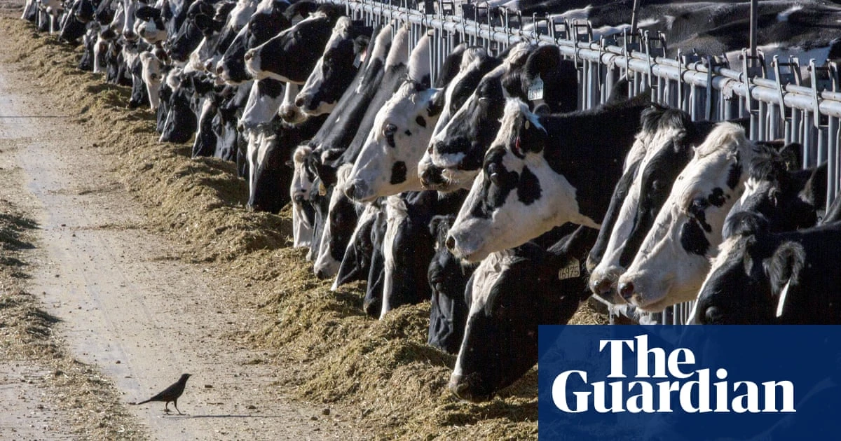 From birds, to cattle, to … us? Could bird flu be the next pandemic? – podcast