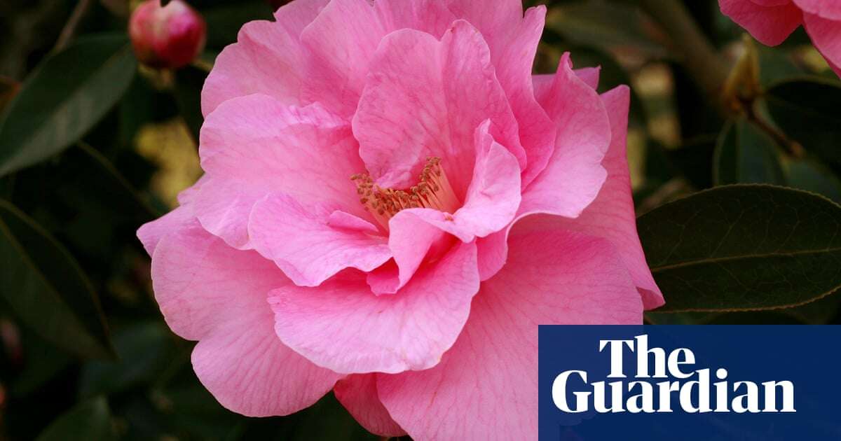 Need a splash of colour to brighten your winter garden? Vivid pink camellias are just the job