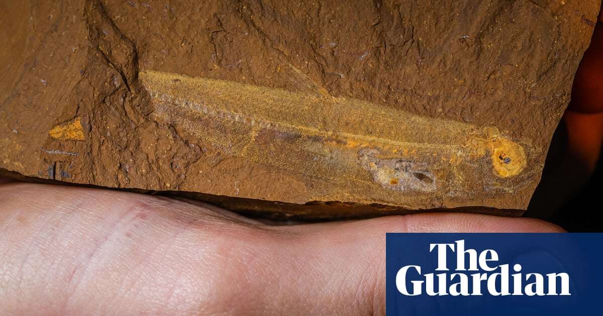 Several exquisitely detailed fossil fish discovered in central New South Wales – video