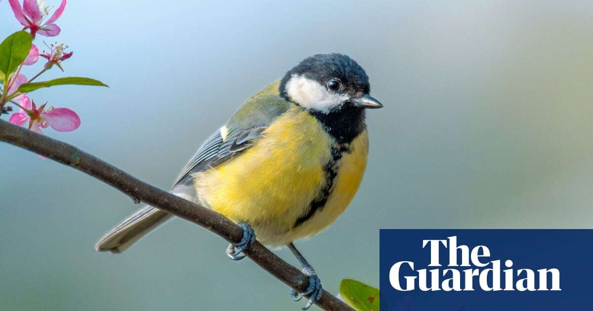 Age and migration influence bird groups’ song repertoires, study finds