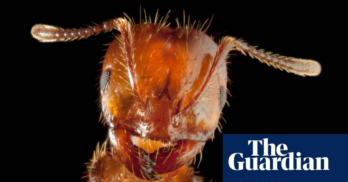 Fresh warning on fire ants in Queensland as suppression efforts struggle to halt spread