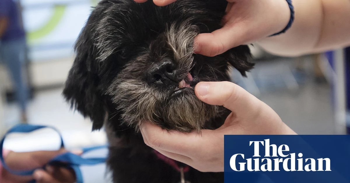 Vet complaint process in UK often ‘stacked against pet owners’