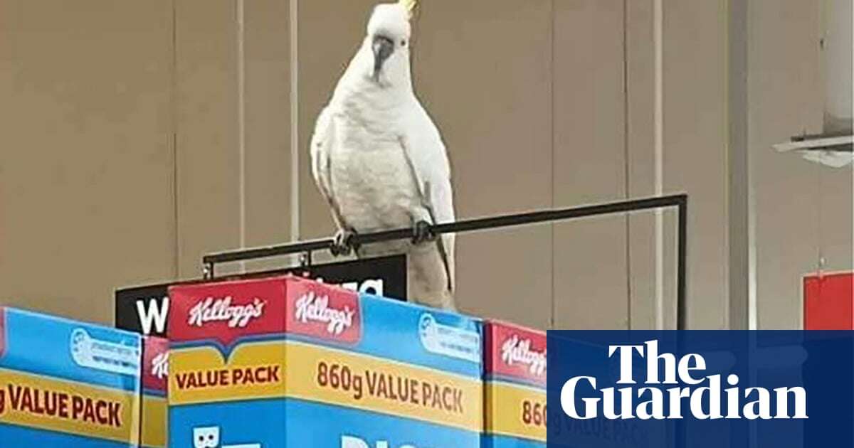 Efforts continue to rescue cockatoo ‘living on brioche’ for four weeks inside Sydney supermarket