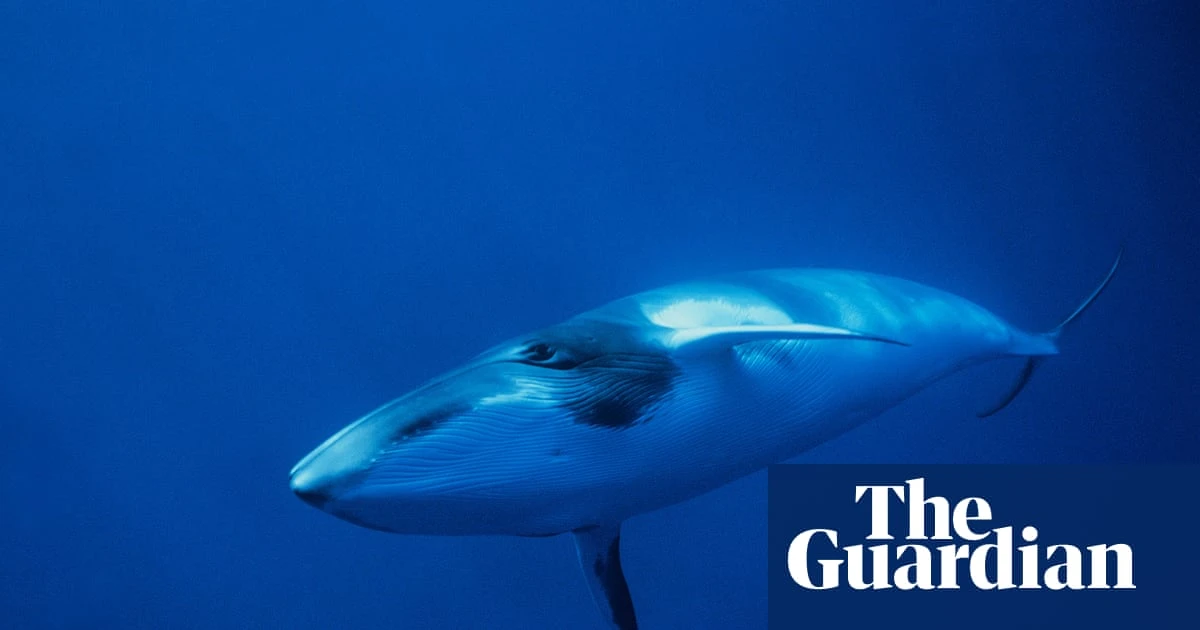Deepest and most extensive whale graveyard discovered in Indian Ocean