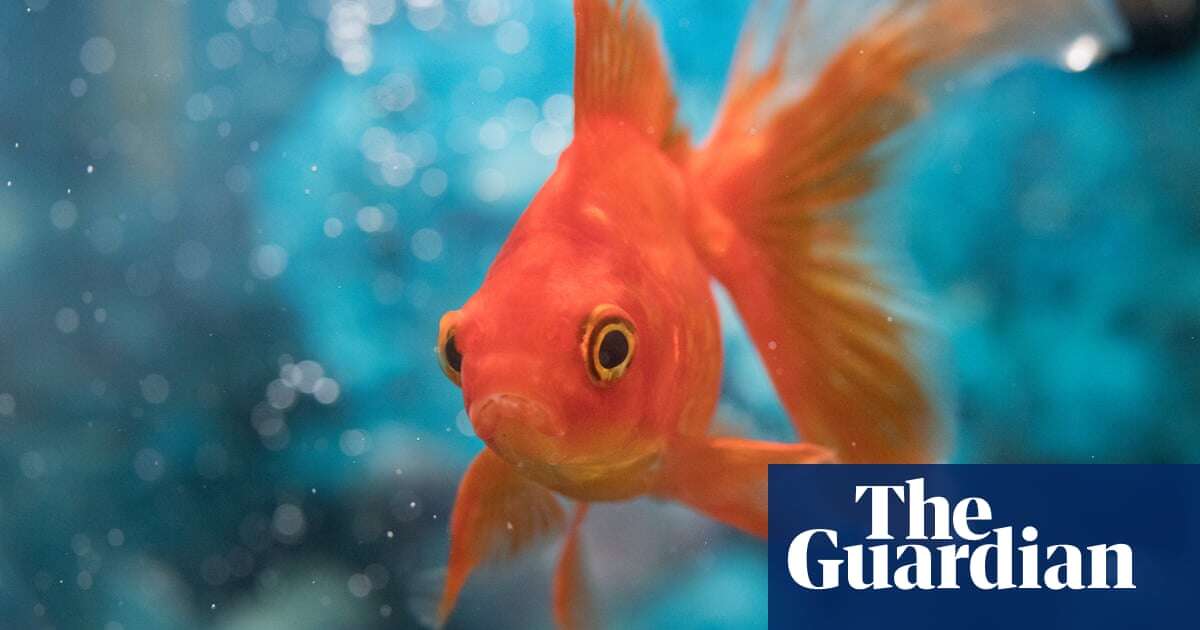 Biology Fish GPS? Scientists find goldfish go farther next to certain stripes