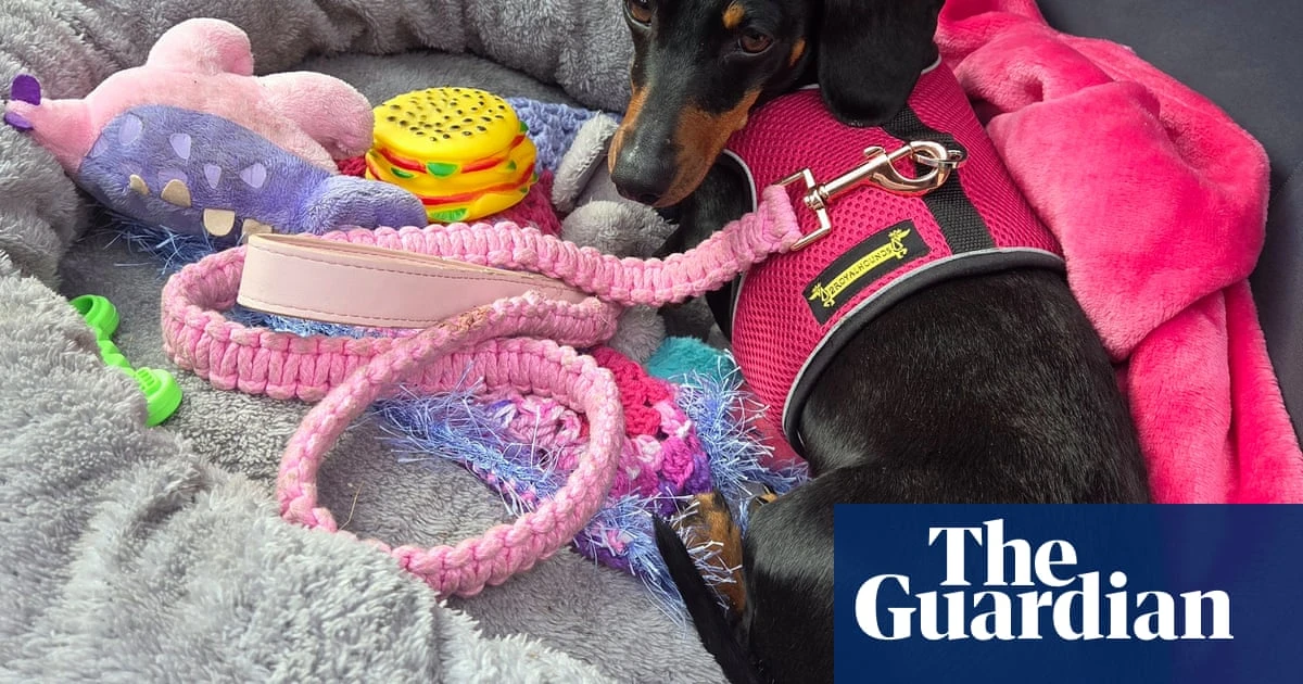 After braving the wilderness for 500 days, Valerie is heavier than ever. Has someone been feeding the mini dachshund?