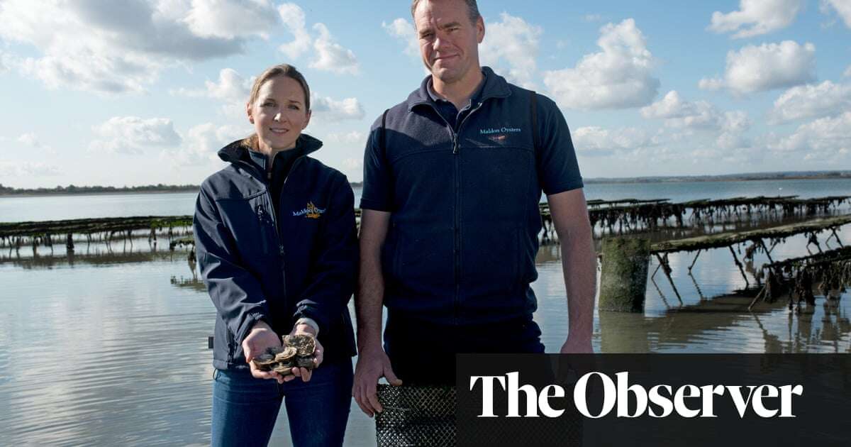 Oysters are back on British menu – but will red tape stifle the shellfish boom?