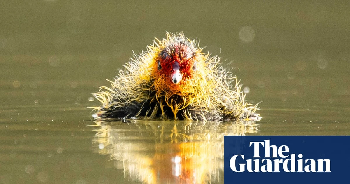 Week in wildlife – in pictures: a rare blue frog, a cheeky heron and climbing bears