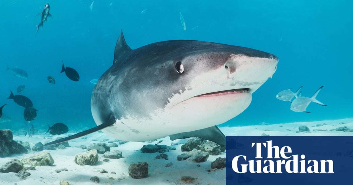 Could these Maldives tiger sharks help solve the holy grail of shark research?