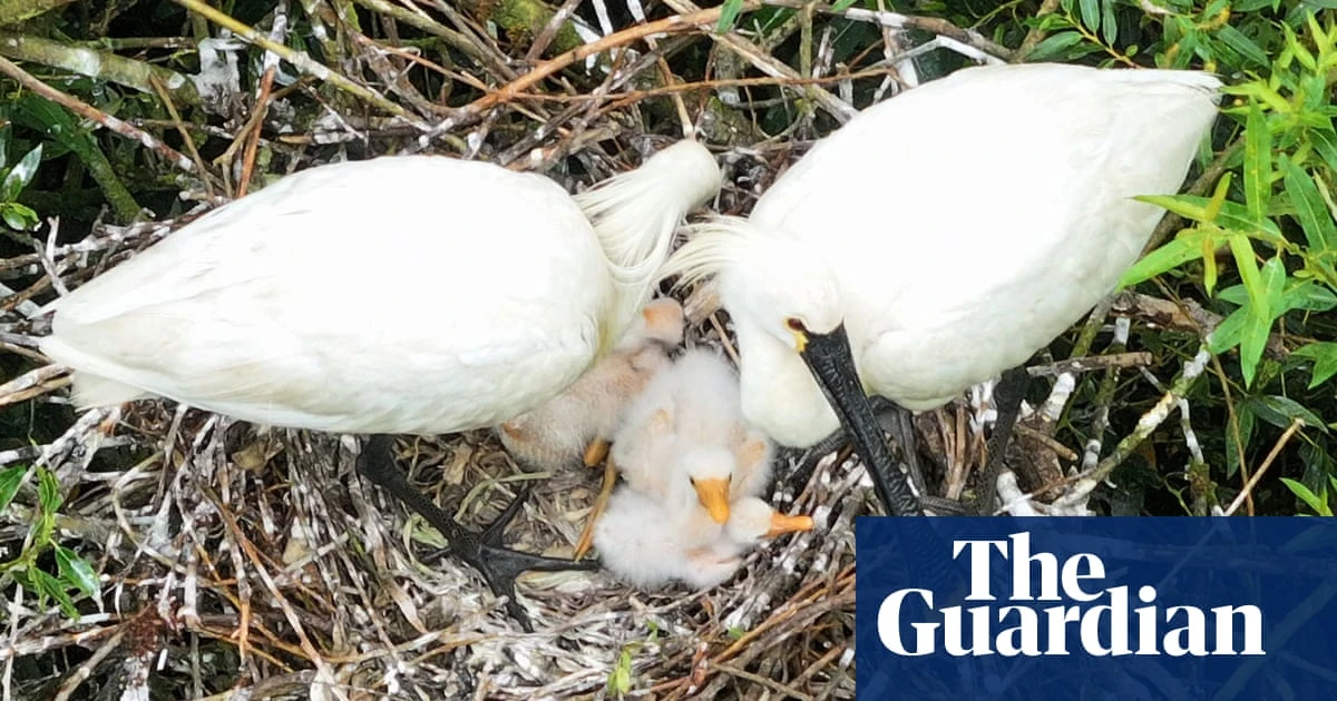 Spoonbills return to E for first time since 17th century