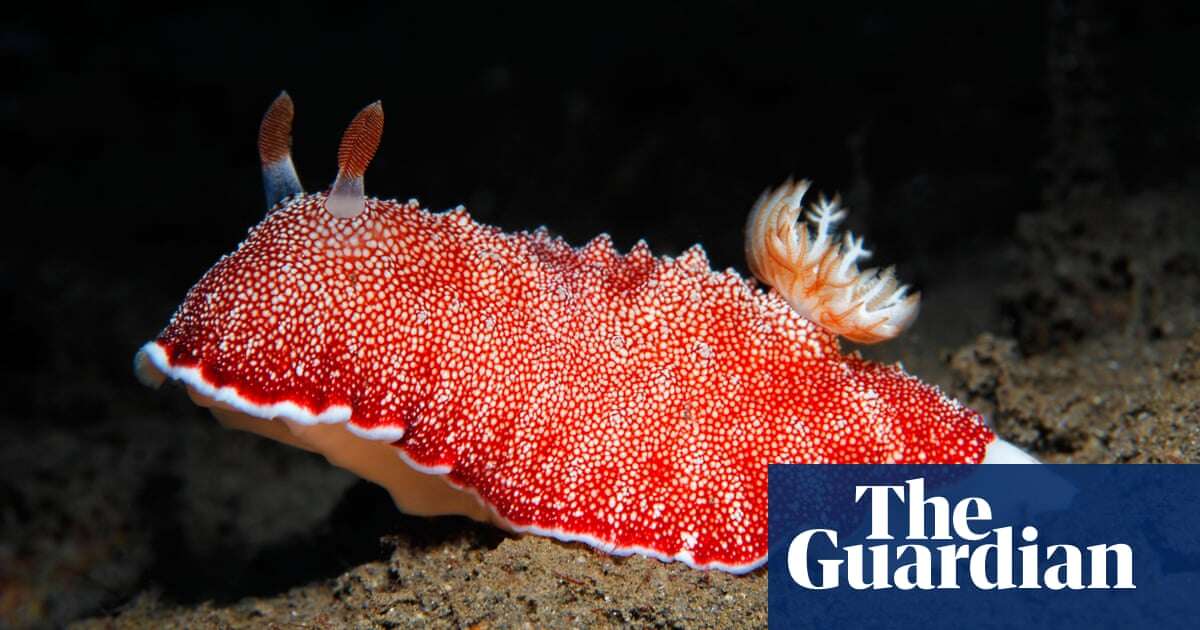 A gorgeous flash of colour in a murky loch: how nudibranchs won my heart