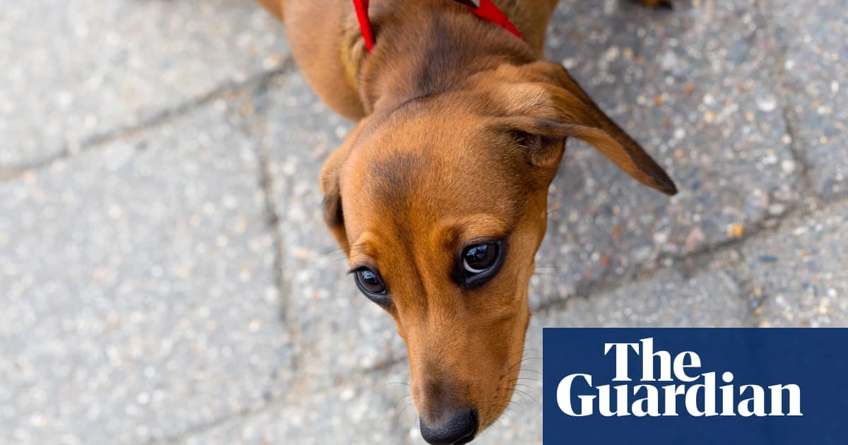 Small, long-nosed dog breeds live longer, study reveals