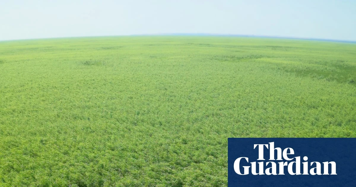In Ukraine’s bombed out reservoir a huge forest has grown – is it a return to life or a toxic timebomb?