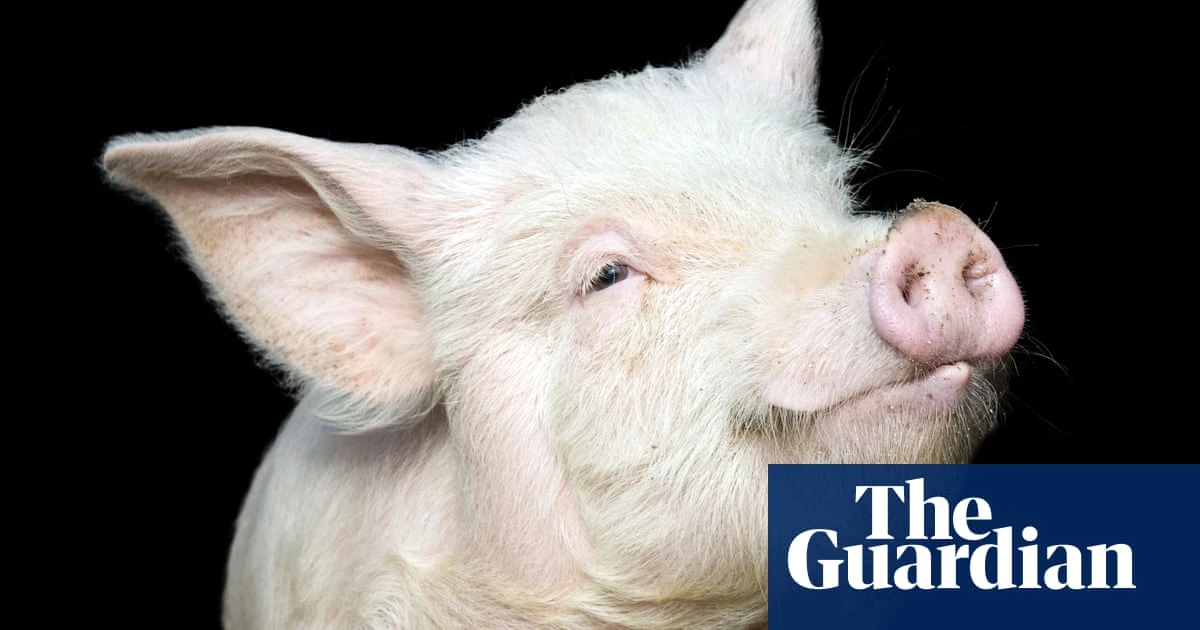 Can you solve it? Do you have a snout for numbers?