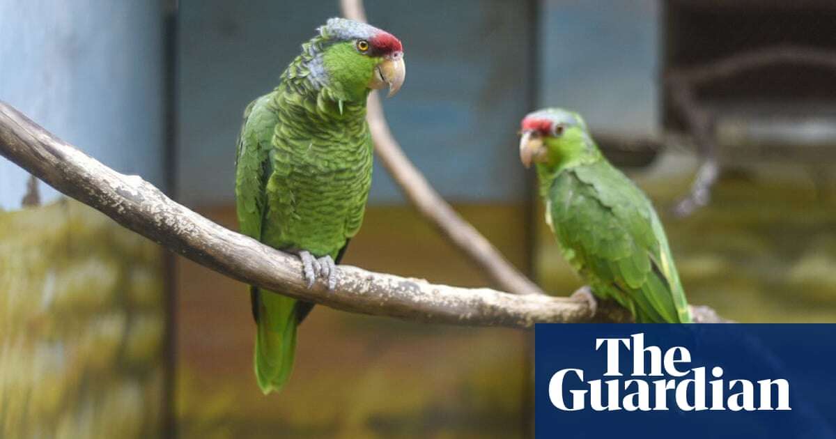 Parrots taught to video call each other become less lonely, finds research