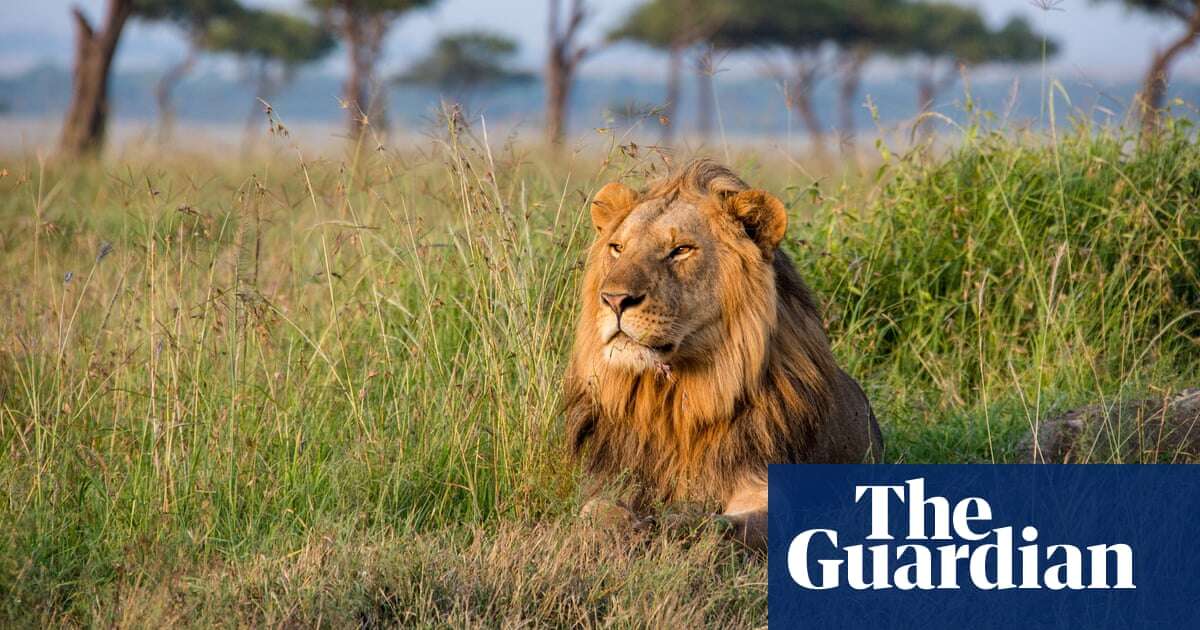 Scarier than lions: how fear of ‘super predator’ humans is shaping the animal kingdom – podcast