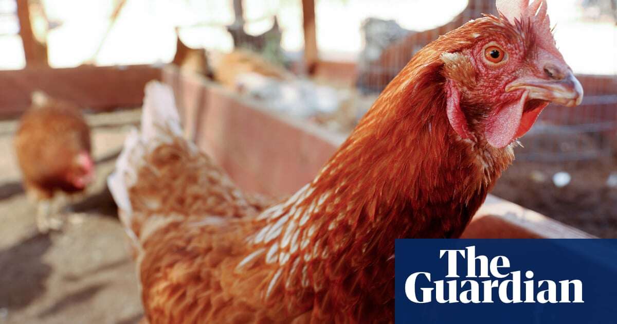 US repeating Covid mistakes with bird flu as spread raises alarm, experts say